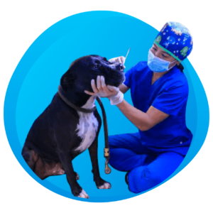 Profilaxis sin Anestesia BOGOTÁ