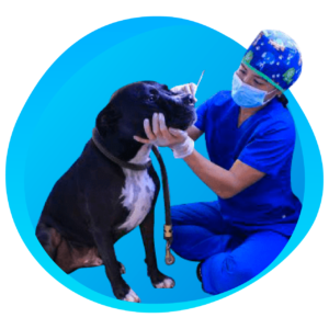 Profilaxis  sin Anestesia CALI